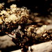 Michelle Cotton Photo 9