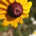 Susan Meadows Photo 42