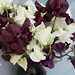 Renee Shepherd Photo 12