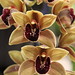 Debbie Tuck Photo 34