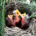 Robin Rutherford Photo 11