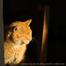 Ginger Sampson Photo 6