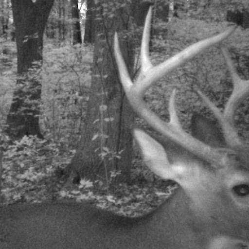 Larry Tolbert Photo 40