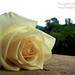 Tina Rose Photo 19