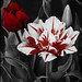 Alice Woodburn Photo 4