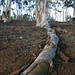Victoria Root Photo 27