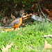 Robin Bloom Photo 16