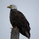 Joseph Goines Photo 8