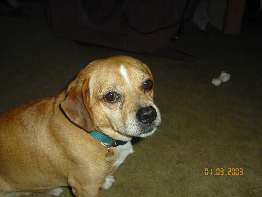 Donald Ryan Photo 24