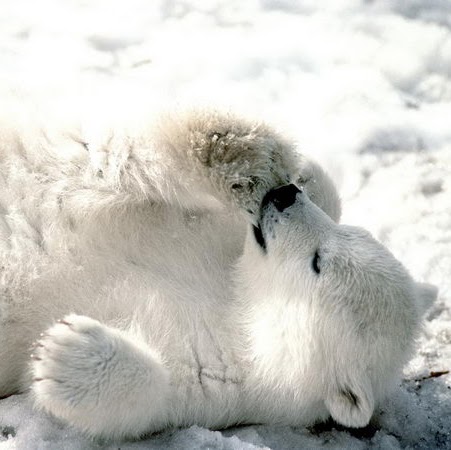S S Photo 34