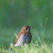 Elizabeth Thrush Photo 11