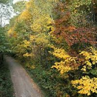 Donna Layman Photo 11