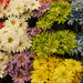 Michael Silk Photo 9