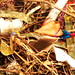 Susan Dunaway Photo 14
