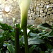 Flora Avila Photo 3