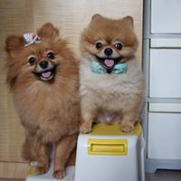 Shirley Ho Photo 29