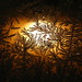 Jack Frost Photo 15