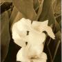 Lisa Buckner Photo 39
