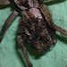 Cynthia Wolf Photo 22