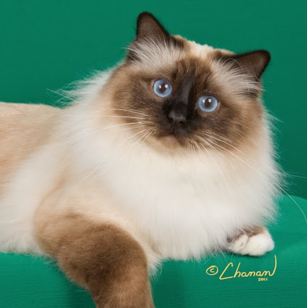 Diane Coppola Photo 5
