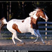 Jackson Chestnut Photo 1