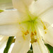 Carol Lilly Photo 20
