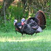 Sharon Wilder Photo 11
