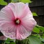 Debbie Gordon Photo 21