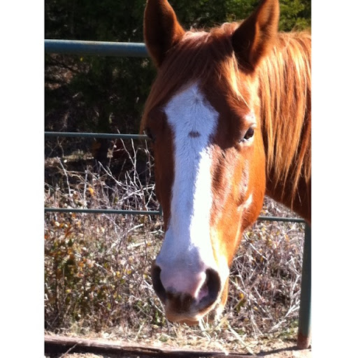 Debra Lieberman Photo 3