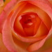 Suzanne Rose Photo 44