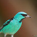 Richard Comstock Photo 25