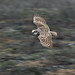 David Burrows Photo 19