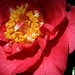 Camelia Sharp Photo 2