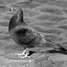 Andrea Taube Photo 4