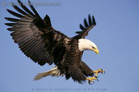 Craig Griffin Photo 28