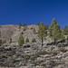 Jeffrey Forest Photo 8