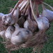 Joya Summers Photo 3