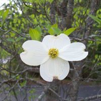 Susan Littrell Photo 16