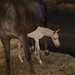 Janine Hawkins Photo 10