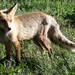 Frank Fox Photo 23