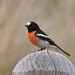 Robin Clements Photo 18