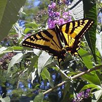 Jane Huff Photo 28