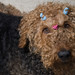 Chloe Do Photo 5