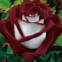 Rose Zimmerman Photo 29