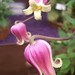 Sheila Chapman Photo 14