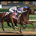 Stephen Foster Photo 52