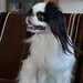 Chin Chang Photo 30