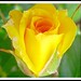 Debbie Rose Photo 9