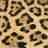 David Schell Photo 27