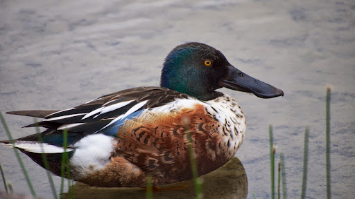 Thomas Robison Photo 25